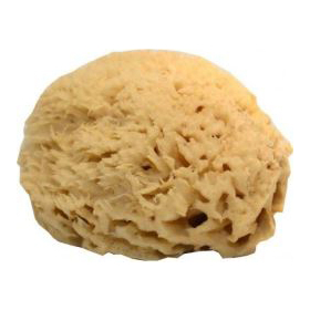 Eponge de Mer Naturelle