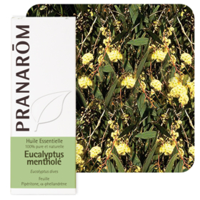 HUILE ESSENTIELLE - Eucalyptus Mentholé - 10 ml