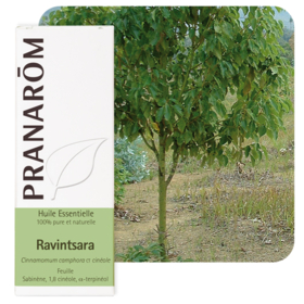 HUILE ESSENTIELLE - Ravintsara - 10 ml