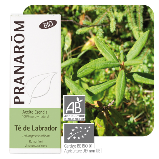 HUILE ESSENTIELLE - Lédon du Groenland Bio - 5 ml