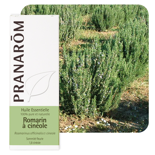 HUILE ESSENTIELLE - Romarin à Cinéole - 10 ml