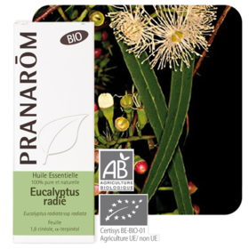HUILE ESSENTIELLE - Eucalyptus Radié Bio - 10 ml