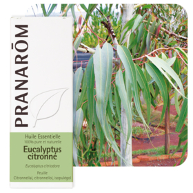 HUILE ESSENTIELLE - Eucalyptus Citronné - 10 ml