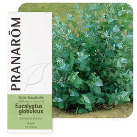 HUILE ESSENTIELLE - Eucalyptus Globuleux - 10 ml