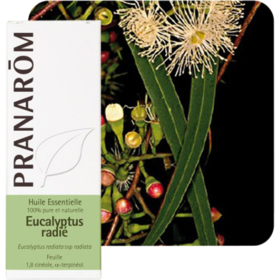 HUILE ESSENTIELLE - Eucalyptus Radié - 10 ml