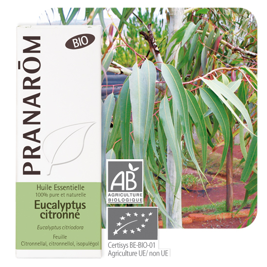 HUILE ESSENTIELLE - Eucalyptus Citronné Bio - 10 ml