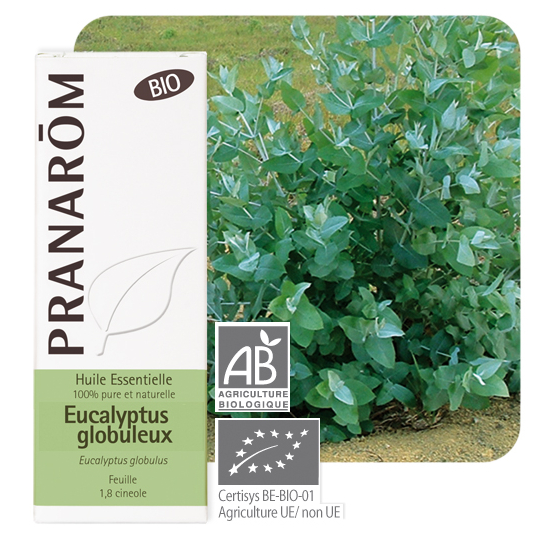 HUILE ESSENTIELLE - Eucalyptus Globuleux Bio - 10 ml