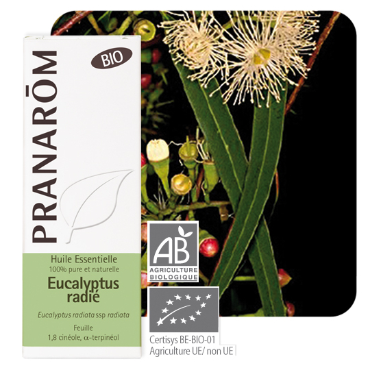 HUILE ESSENTIELLE - Eucalyptus Radié Bio - 10 ml