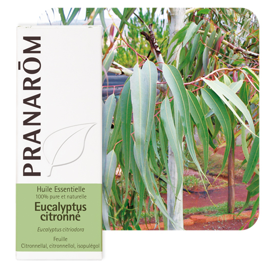 HUILE ESSENTIELLE - Eucalyptus Citronné - 10 ml