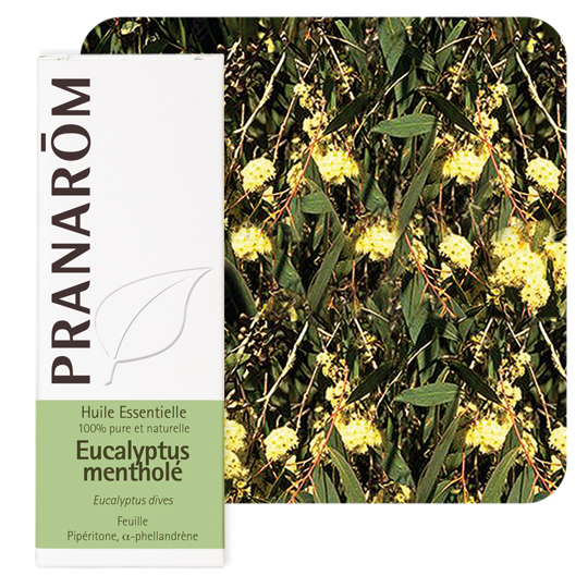 HUILE ESSENTIELLE - Eucalyptus Mentholé - 10 ml